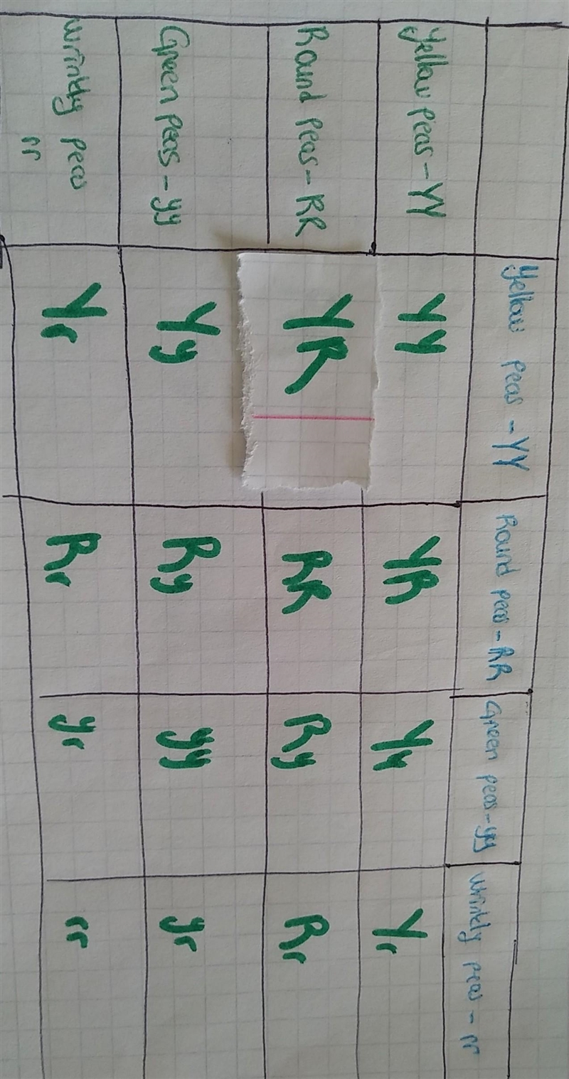 Please help me !! dihybrid crosses-example-1