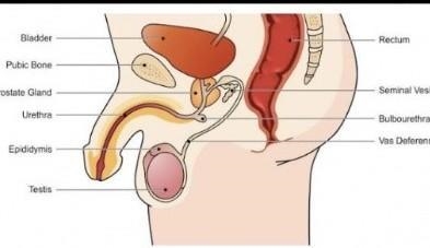 Label the male reproductive system. ​-example-1