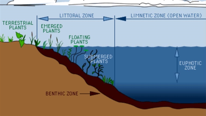 Draw a lake and label the photic, aphotic, littoral, limnetic, and benthic zones-example-1