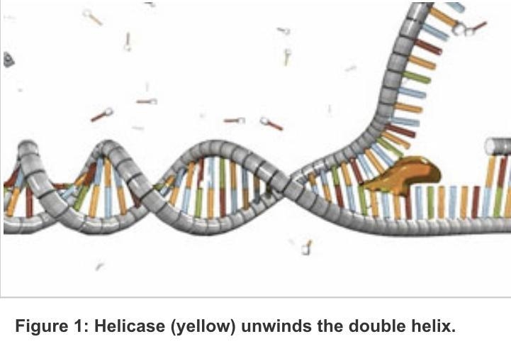 Which step happens first in DNA replication?-example-1