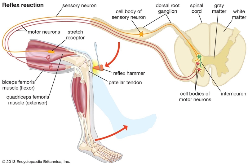 Observation of a knee reflex-example-1