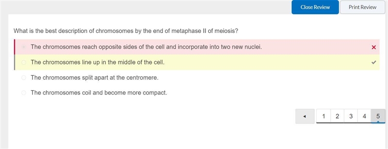 What is the best description of chromosomes by the end of metaphase II of meiosis-example-1