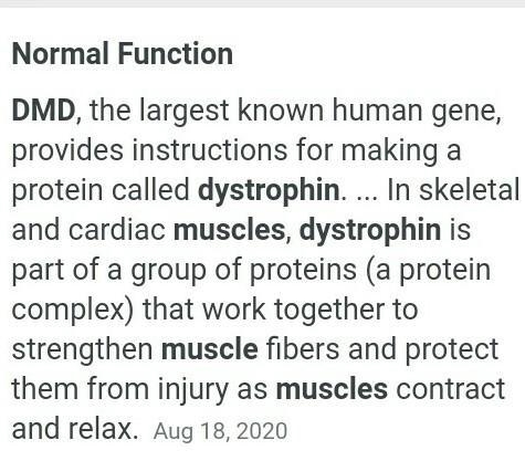 What is the role of dystrophin in normal muscles? How is the different in DMD muscles-example-1