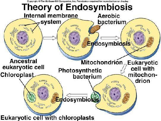 Endosysmbiosis is... A one cell living inside another cell where both benefit. B. the-example-1