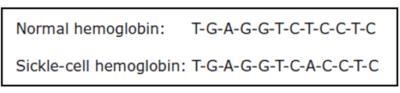 Sickle-shaped red blood cells result from a mutation in the gene that codes for hemoglobin-example-1