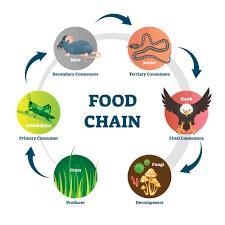 What is the difference between food chains and food webs? 1. Food webs show the flow-example-1