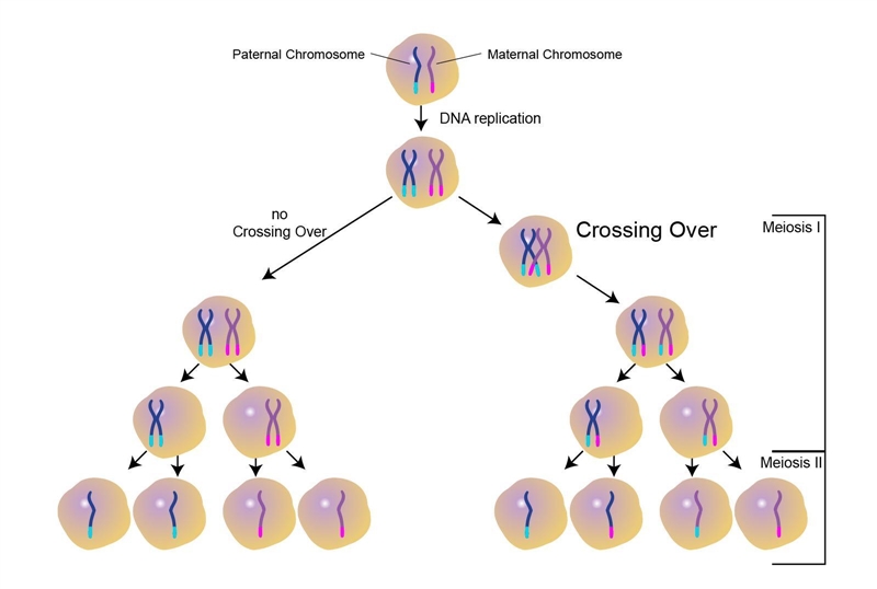 What is Crossing over-example-1