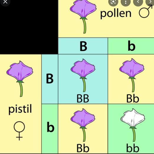 What is a 3x3 punnet square-example-1