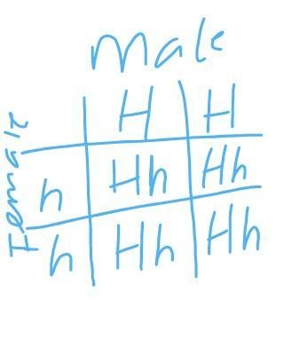 1 Curly hair is dominant over straight hair. Use H and h Male is HH Female is hh-example-1