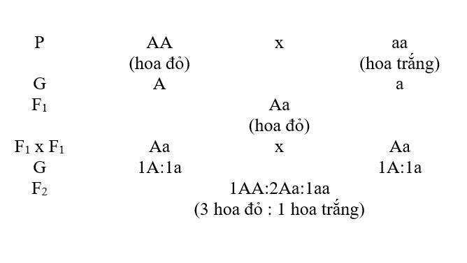 Viết sơ đồ phép lai của Men Đen có đầy đủ các thuật ngữ, kí hiệu.-example-1