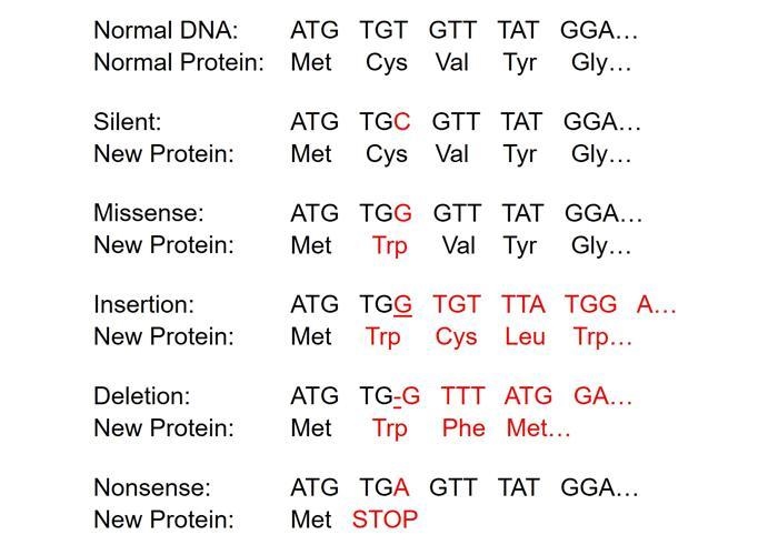 An mRNA sequence reads: GAA/GCU/AUA/CUA/UGU. What would the effect on the amino acid-example-2