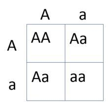 Curly hair (C) is dominant where straight hair (c) is recessive. If a person who is-example-1