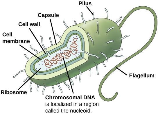 What does a Prokaryotic cell look like?-example-1