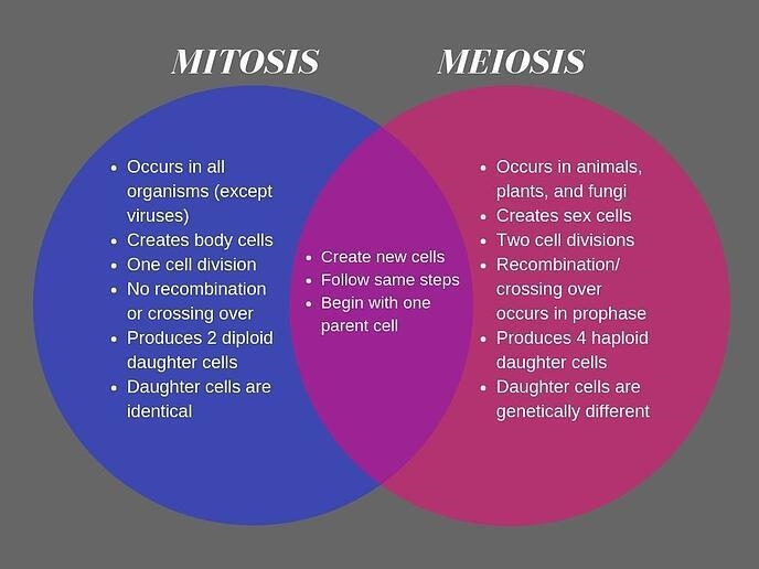 Show are meiosis and mitosis different-example-1