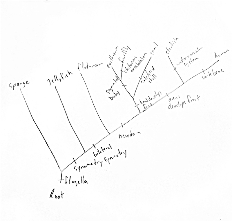 Use data to make cladogram chart-example-1