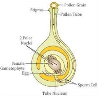 Explain the process of fertilization in angeosperms with the help of a neat sketched-example-1