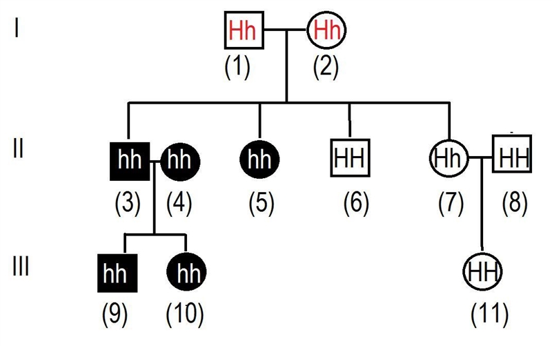 "Draw a pedigree for hitchhiker’s thumb. Your pedigree should cover at least-example-1