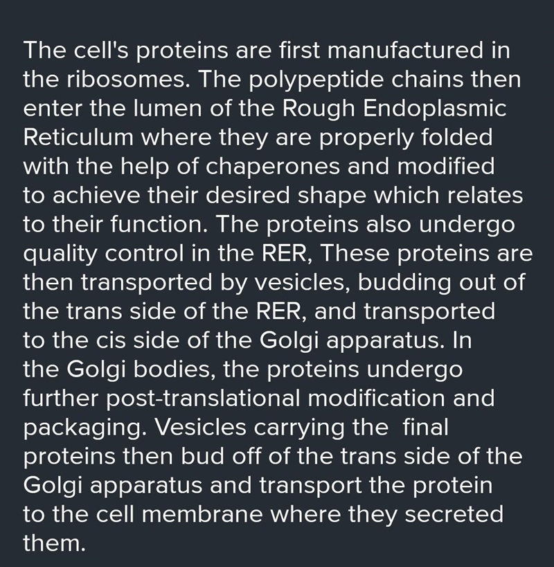 a cell makes and secretes a certain protein. explain where it is made, how it is secreted-example-2