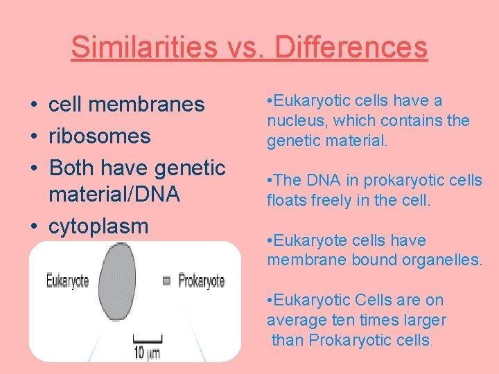 Similarities between eukaryotic cells and prokaryotic cells-example-1