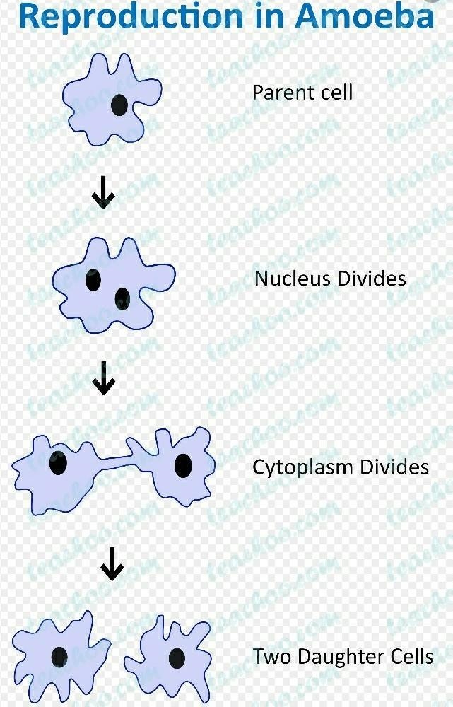 How do I know that diagram of amoeba cell division is Asexual reproduction in an amoeba-example-1