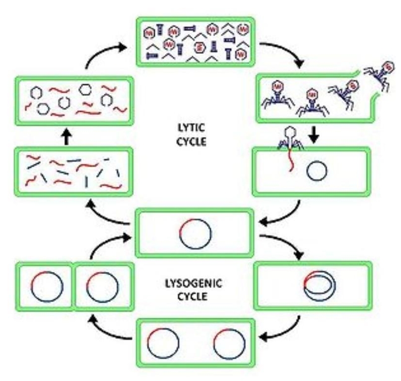 The reproductive cycle shown above involves a virus infecting a cell, replicating-example-1