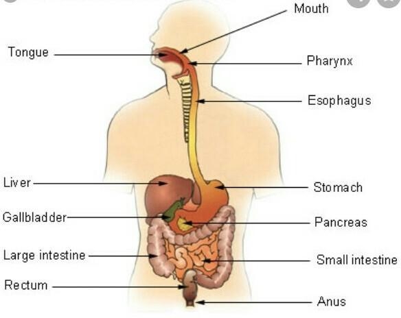 What structures are part of the digestive system ?-example-1