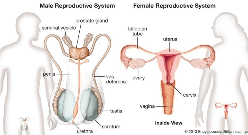 What is human reproductive system can you send diagram ​-example-1