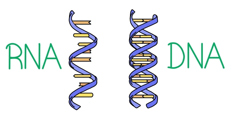 Is this a picture of DNA or RNA?-example-1