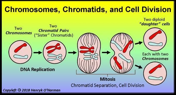 If a cell had 12 chromosomes, how many chromosomes will each daughter cells have after-example-1