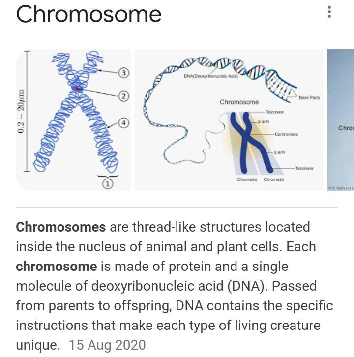 What are chromosomes ? explain​-example-1