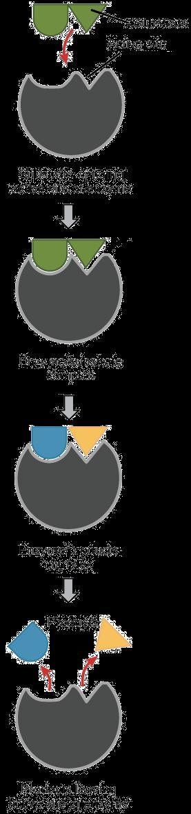 Catalysts act like a lock and a key and they are consumed in chemical reactions.-example-2