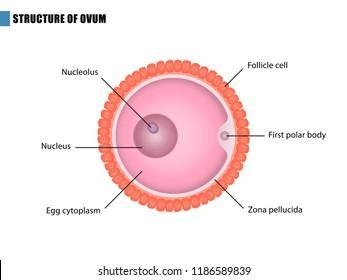 Think of an object, person place at home that functions similar to the vacuole.-example-2