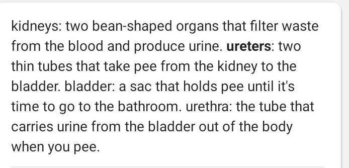 where does urine comes from? kidney stores the urine, and intestine digest it right-example-1