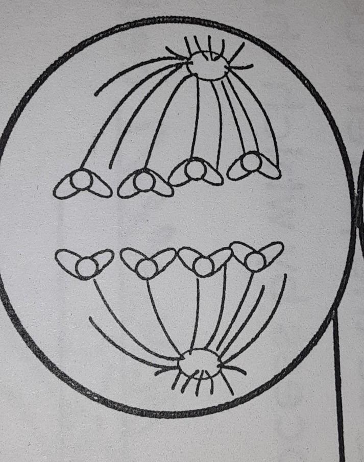 The Chromosomes separate & move AWAY from each other towards the POLES of the-example-1