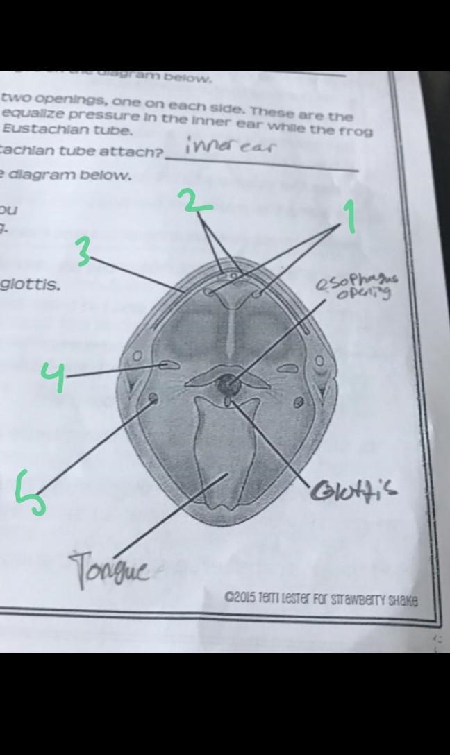 Can you name all the parts of this frogs mouth?-example-2