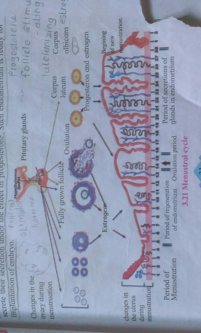 With the help of labelled diagram explain the menstrual cycle in adolescent girls-example-1