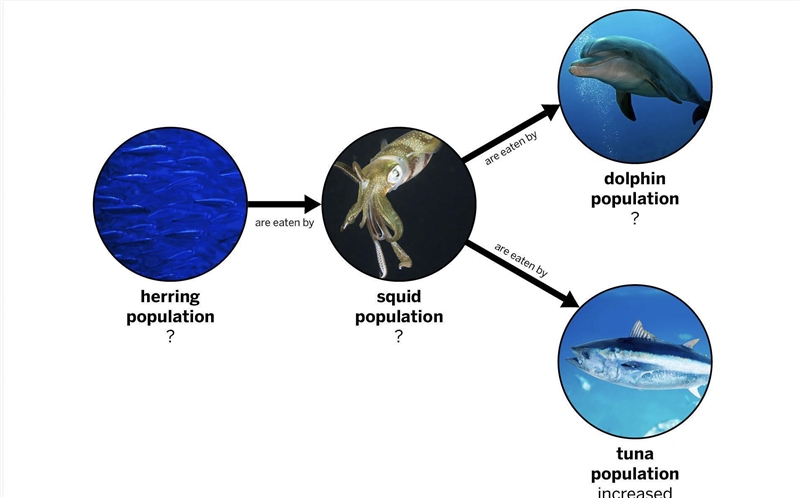 How will the increase in the tuna population affect the other populations? Be sure-example-1