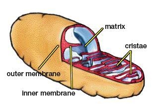 What is Mitochondria​-example-1