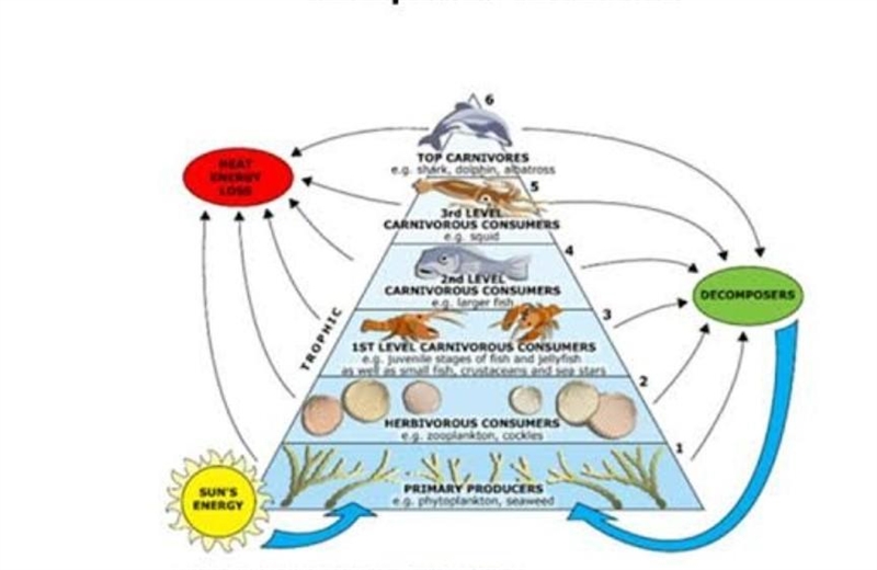 How does energy flow in an ecosystem￼-example-1