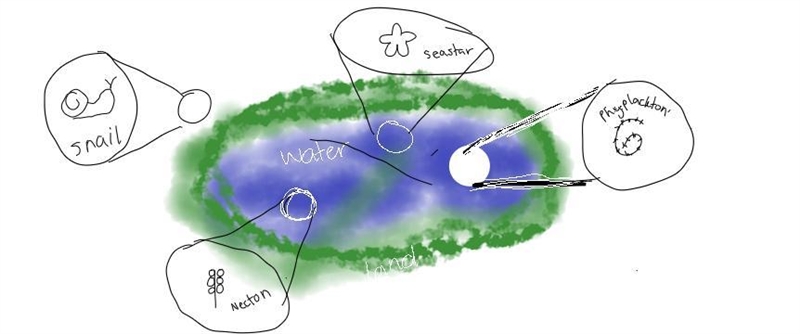 Draw a diagram of a lake system, labeling the five different zones. Draw examples-example-1