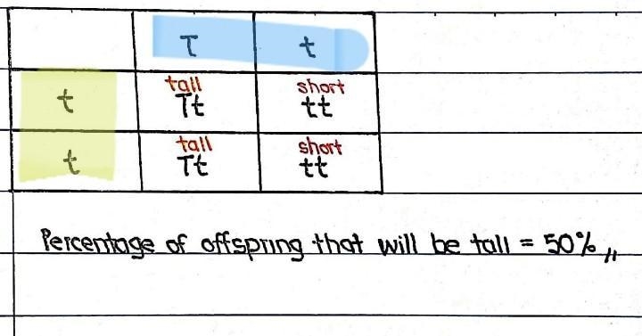 In pea plants, tall (T) is dominant to short (t). A plant with genotype Tt is crossed-example-1