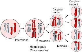 Why is it important for gametes to go through meiosis-example-1