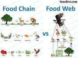 5. Food webs and food chains both show how energy transfers in an ecosystem. Explain-example-1