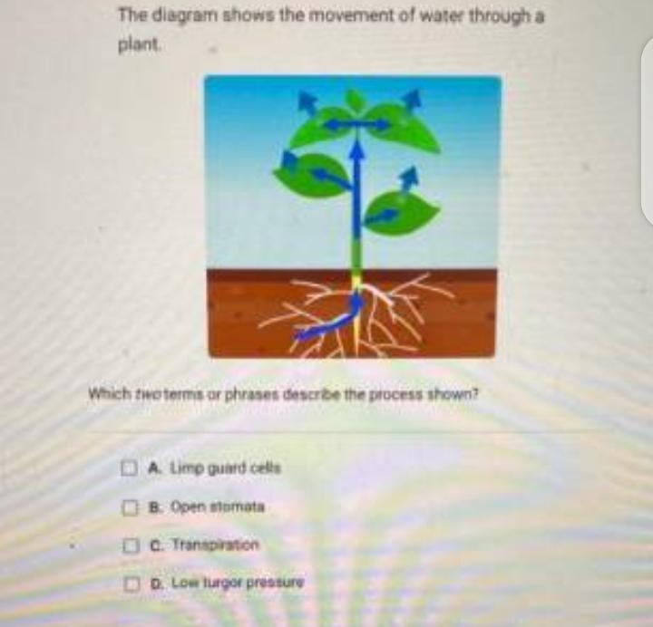 the diagram shows the movement of water through a plant which two terms or phrases-example-1