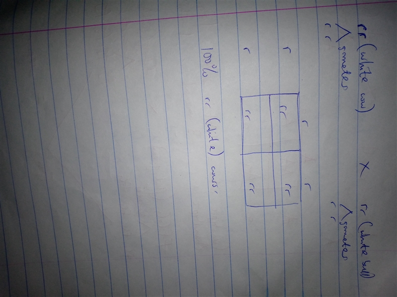 4. Cross a white bull with a white cow. Show the Punnett Square: % Red Cow % Roan-example-1