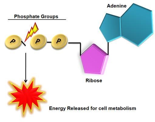 How is energy released from ATP? ANSWER CHOICES IN THE PIC-example-1