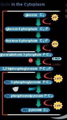 What is Cellular Respiration?-example-1