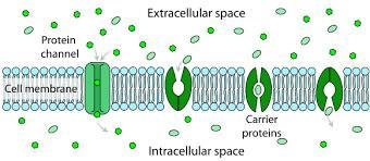 ANSWER QUCK PLS Why is it important for a cell membrane to be selectively permeable-example-1