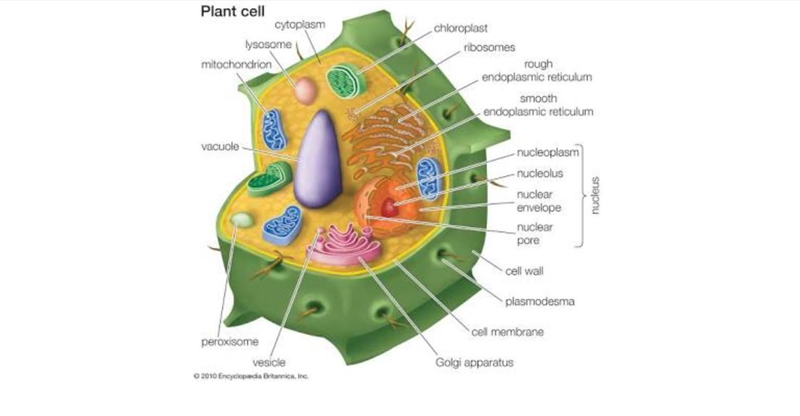 Draw a plant cell and name seven important organelles found in it.​-example-1