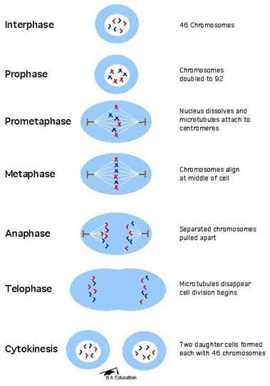 HELP MEE Its about bio and its confusing-example-1